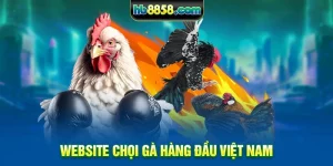 Website chọi gà hàng đầu Việt Nam